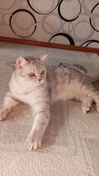 Вязка кошек британец окрас серебристая шиншилла