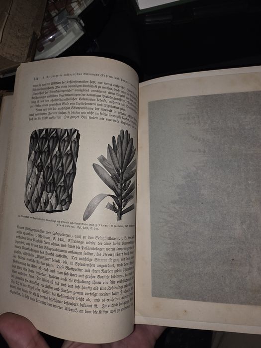 История на Земята Erdgeschichte от Мелхиор Ноймайер 1895