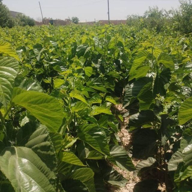 Yapon tut pavand qilingan