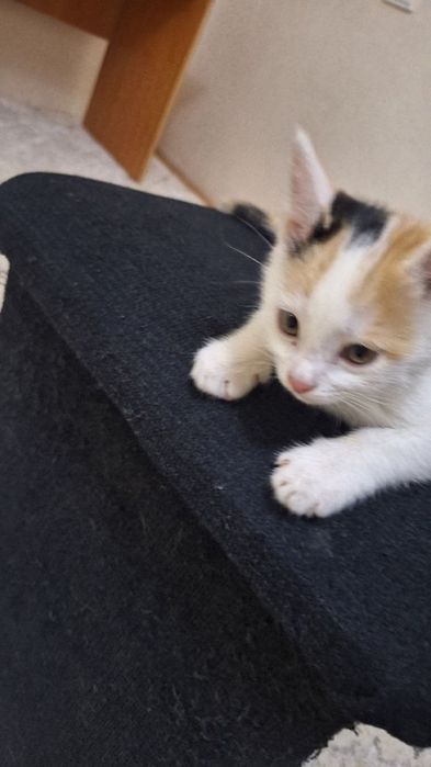Отдаю котят британская короткошёрстная