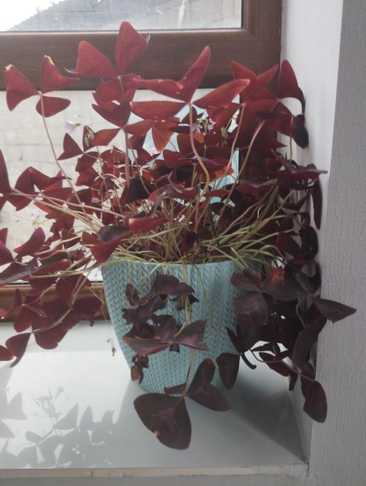 Комнатные цветы разные цены