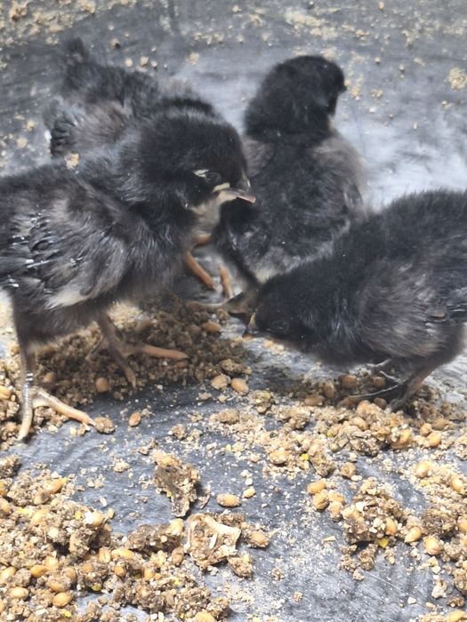 Австролп балапандары сатылады.