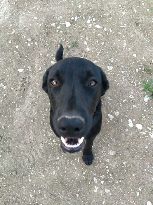 Donez catelusa 5 luni Talie mica +Catelus Negru sub 1 an