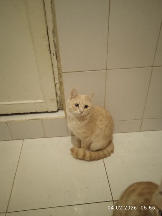 Роздам солнечно рыжых красивых котят!!!