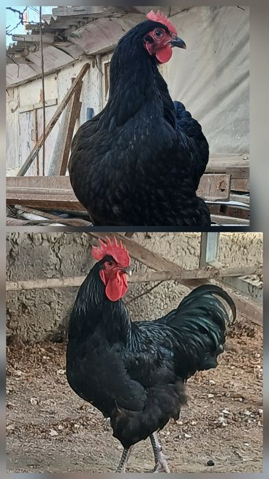 Qora shaxzoda tuxumlari