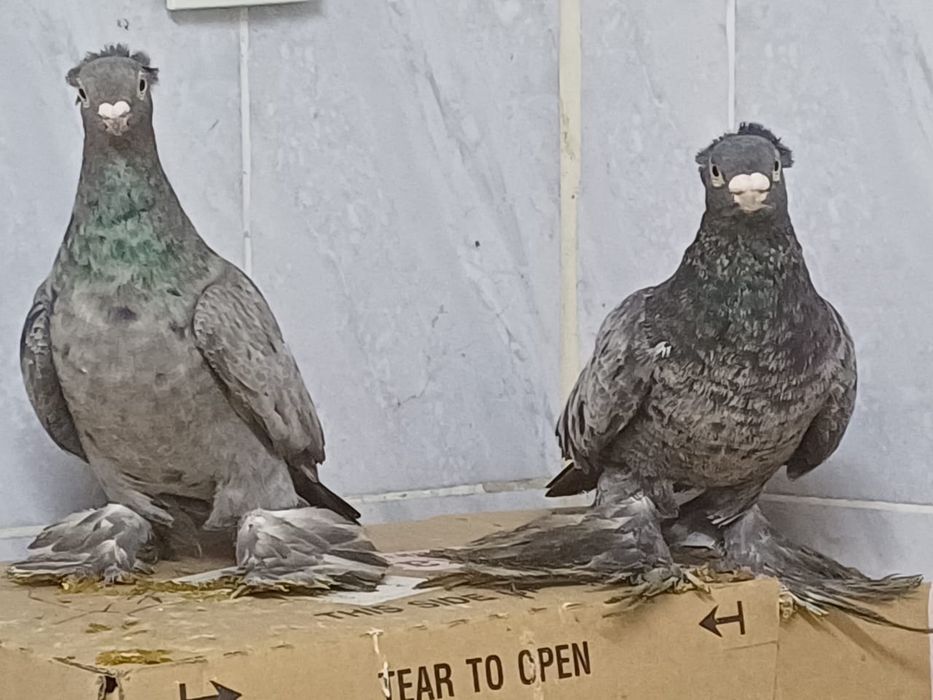 Кептерлер сатылады