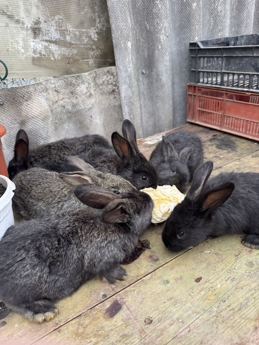 iepurasi urias german