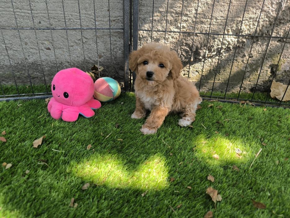 Vand fetita Maltipoo f1 rosu toy