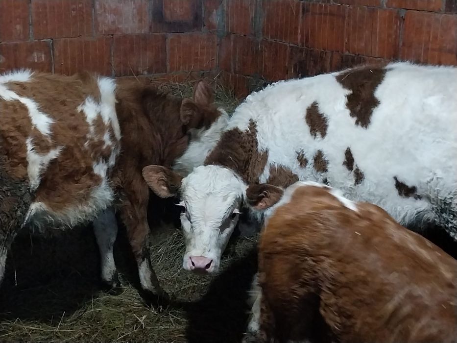 Vând viței baltati