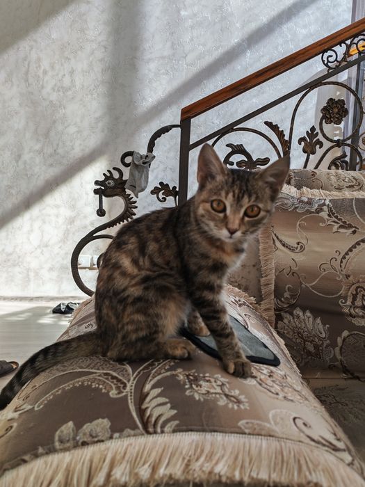 Отдам котёнка бесплатно