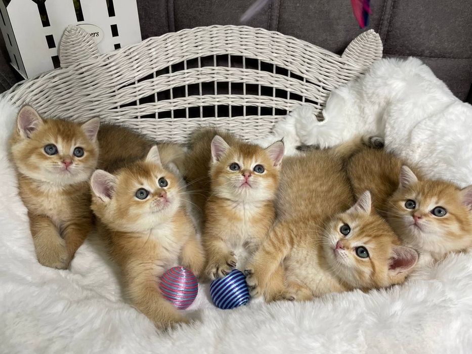 Британские золотые шиншиллы срочно