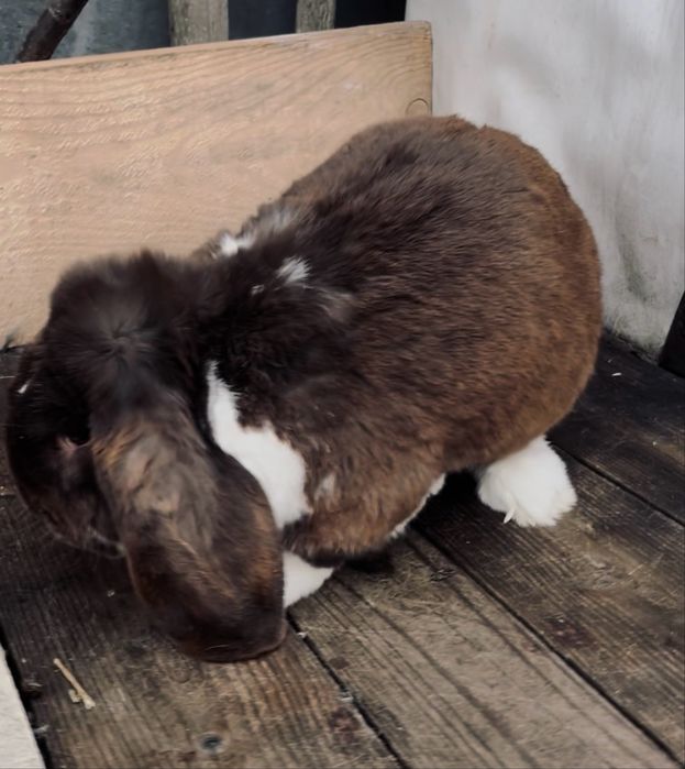 Berbec german havana mantualt din ianuarie 2025