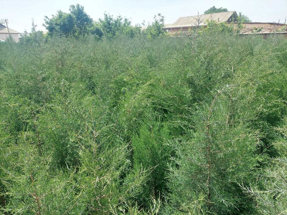 Арчалар сасна ва можжевельник