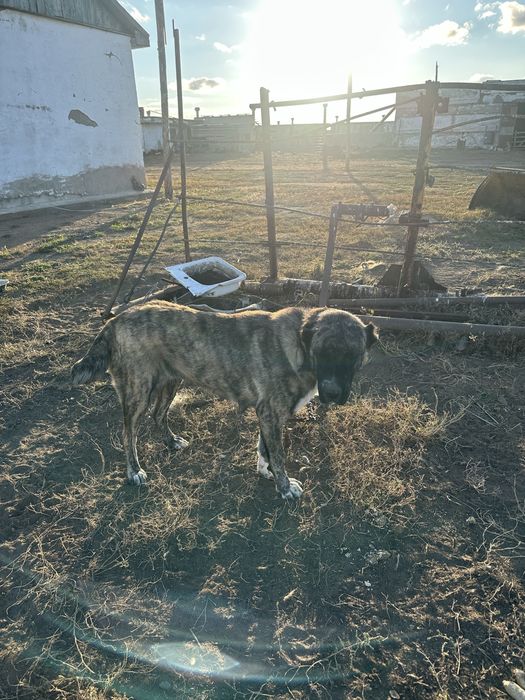 Продам суку алабая