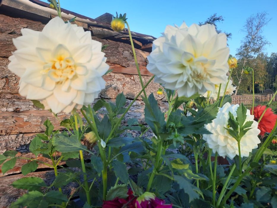 Продам семена цветов