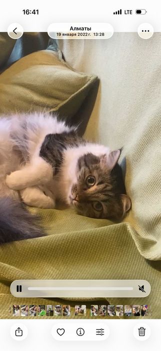 Потерялась кошка