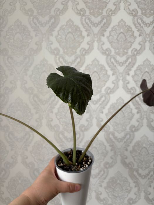 Продам комнатные цветы, алоказии