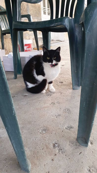 Травмирана котка остава на улицата