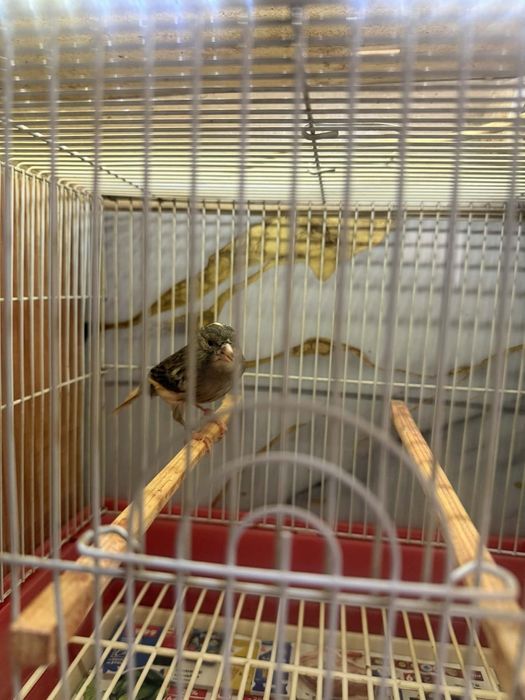 Canari de vînzare inelați la furie 2024 - 2025