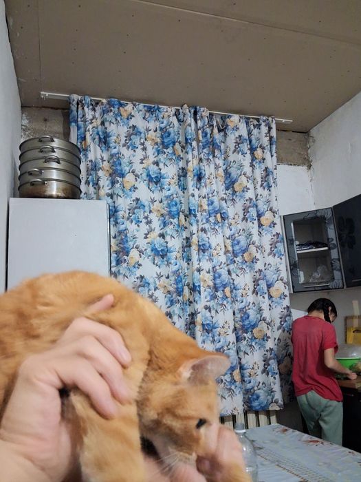 Продам кошку мальчик