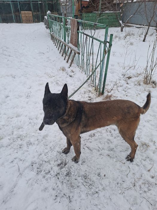 Белгийсеая овчарка  Малинуа