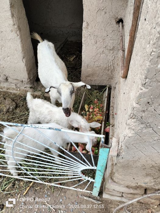 Эчки зотли иккта боласи бор