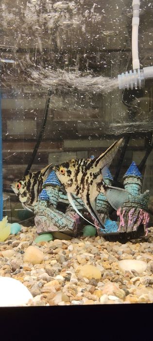 acvariu pesti pietris