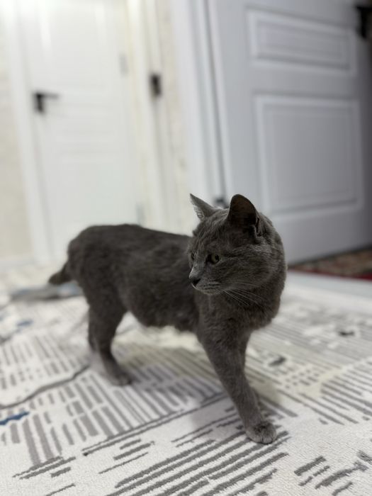 Продается Русская голубая кошка