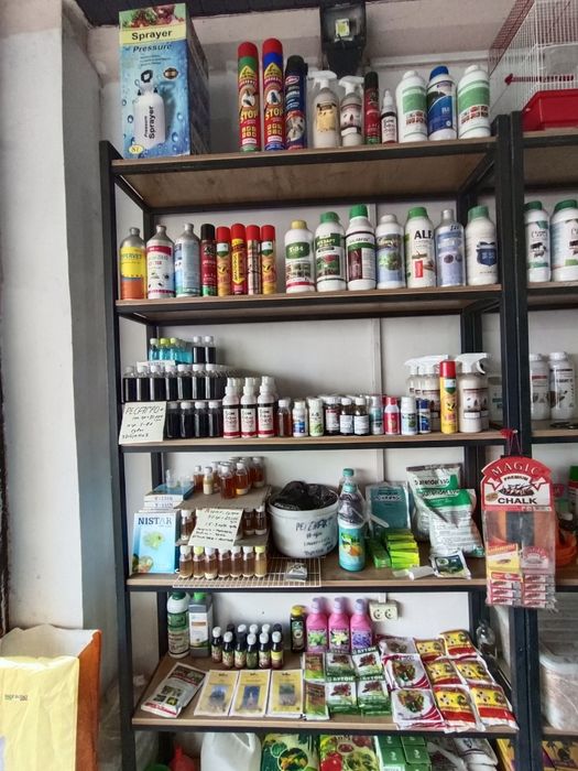 Agro dorilar gul daraxt ko'chat urug'lar