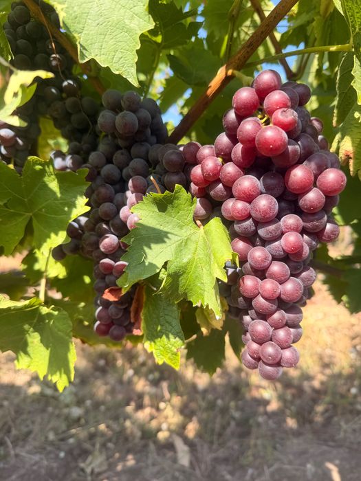 Vând struguri nobili Tamaioasa Romanesca