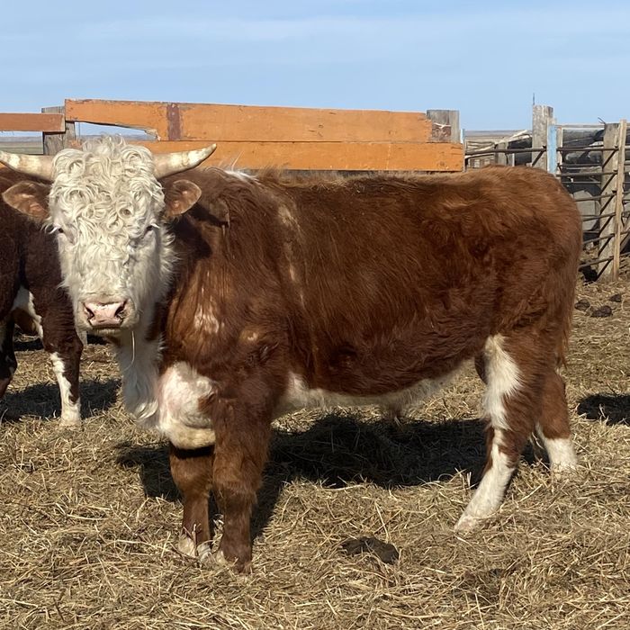 Бұқалар сатылады 6 бас