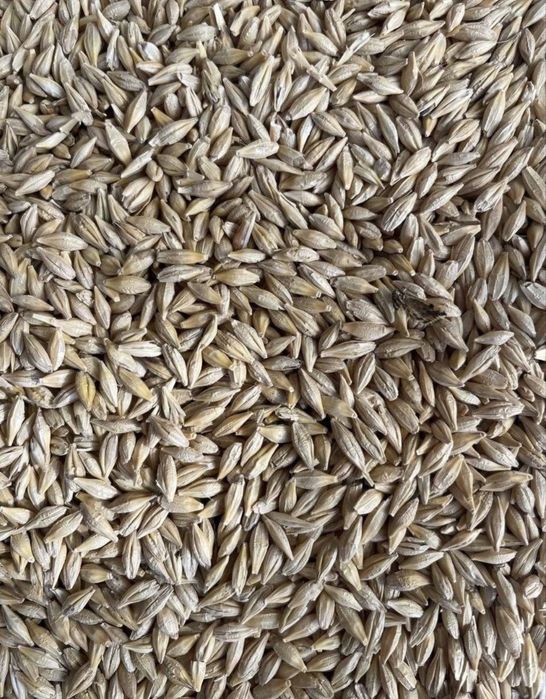 Ячмень с элеватора