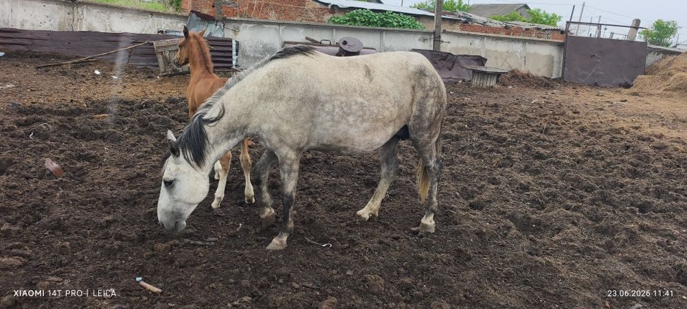 Продам лошадей, разных возрастов