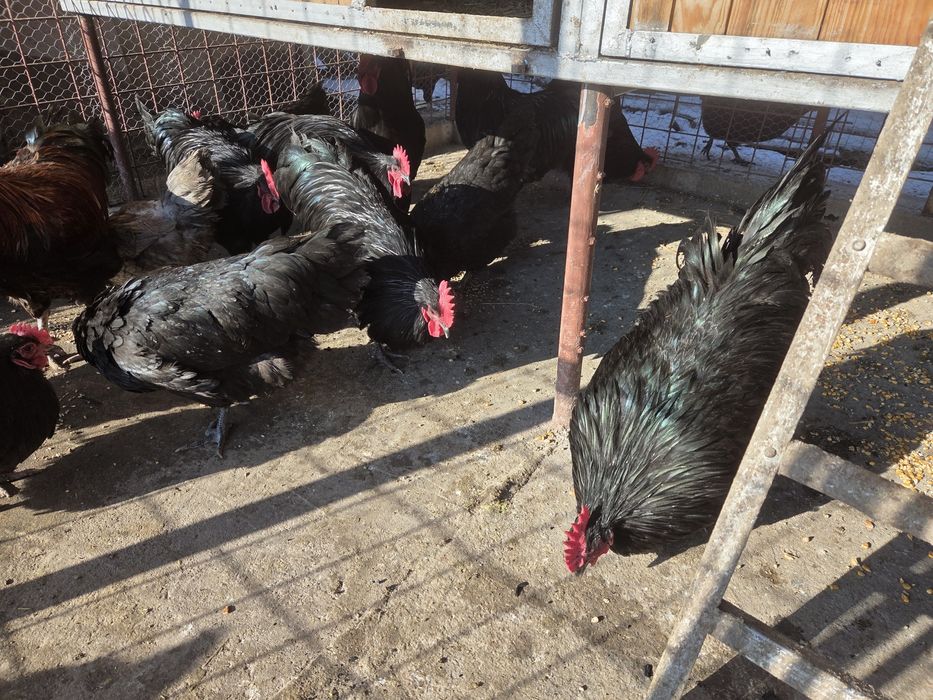 Cocoși australorp 2025