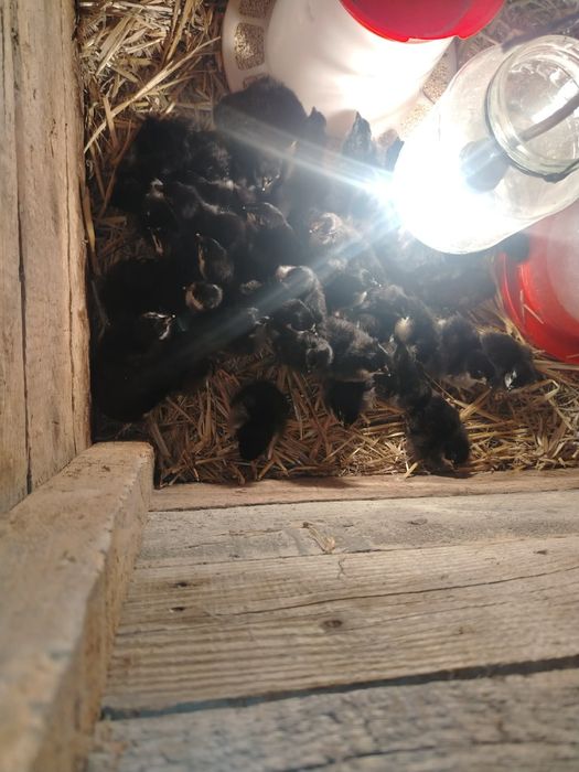 Vând pui Australorp