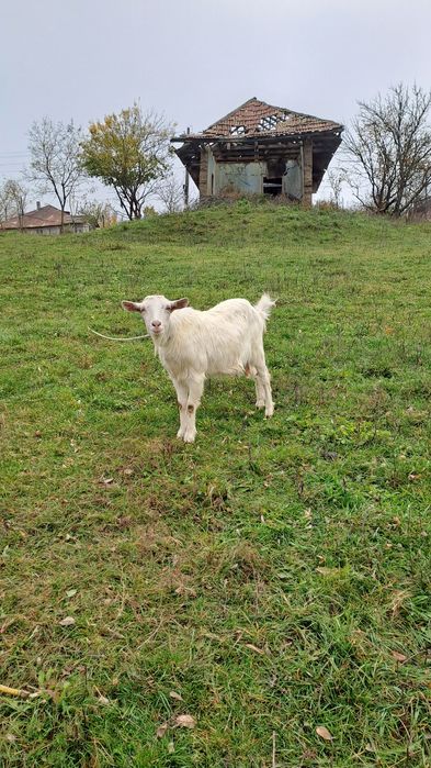 Vând capre în comuna Drăgușeni jud Botoșani