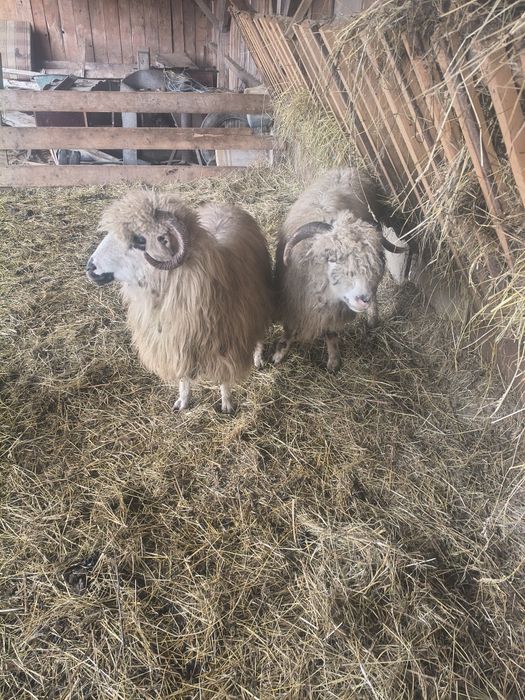 Vând 3 oi de fatat
