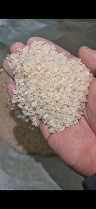 Лидек ак куриши сатылады