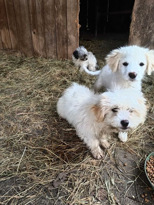 Adopții cățeluși