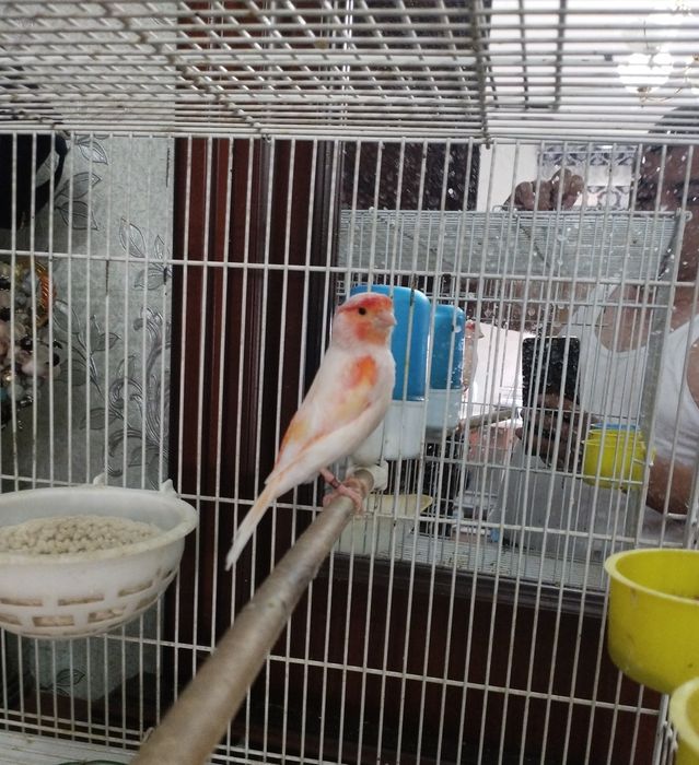 Конарейка турк кушлари сотилади бир ярим ёшдан ошган нар мозайка тел