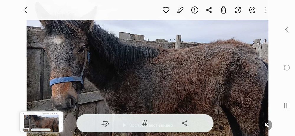 Продам лошадей и Баранов
