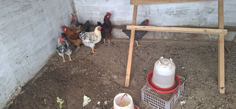 Продам петушки молодые