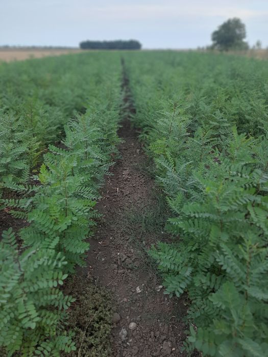 Puieti de salcam de vânzare 0,50 bani