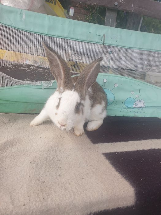 Vand iepuri femela si mascul