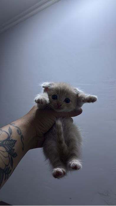 Вислоухие котята