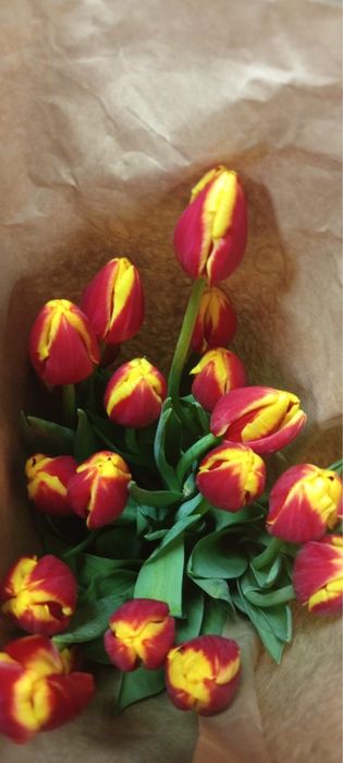 Тюльпаны оптом и в розницу