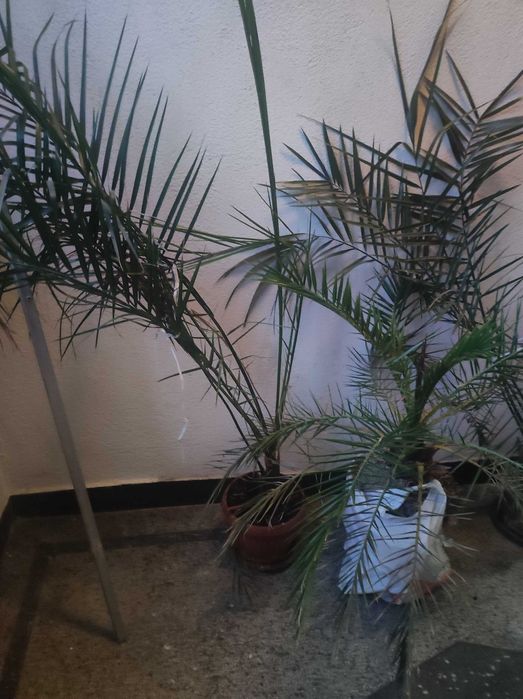 Финикова палма на 10 години, 1 метър височина