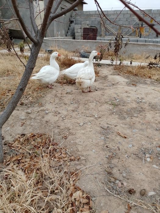 Қаз сатылады мкр достық