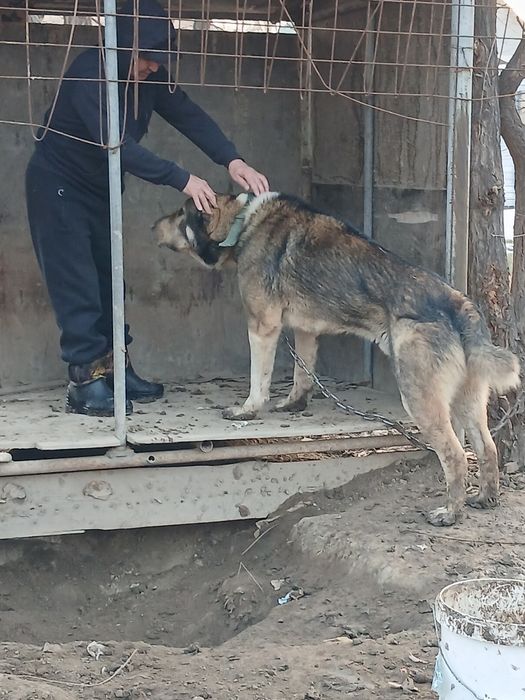 Таза тобет кушиктер.