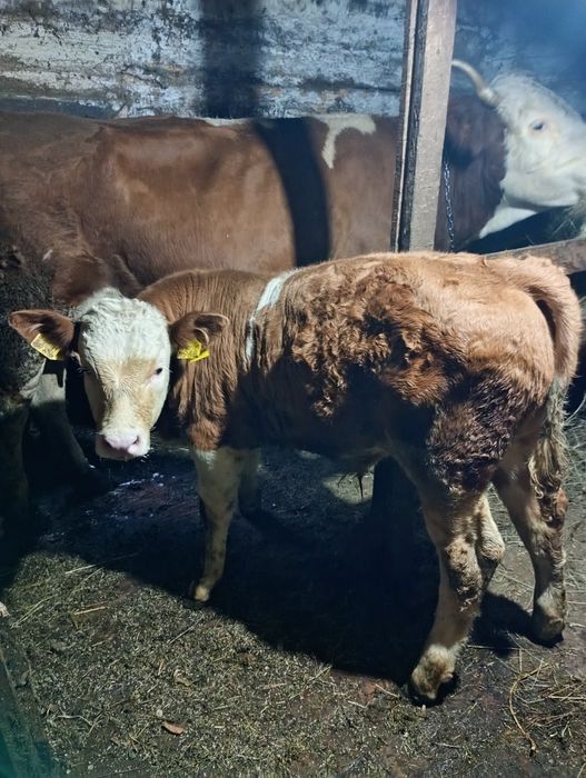 Vând vițel de 3 luni